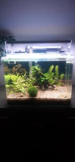 Aquarium complet dennerle, Gebruikt, Ophalen, Gevuld zoetwateraquarium