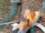Brahma haantje, Dieren en Toebehoren, Pluimvee