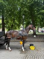 werkwillige ruin 16 jaar, Dieren en Toebehoren, Ruin, Recreatiepaard, Gechipt, 11 jaar of ouder