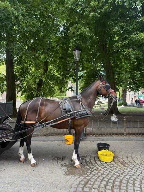 werkwillige ruin 16 jaar, Dieren en Toebehoren, Paarden, Ruin, 11 jaar of ouder, Recreatiepaard, Gechipt, Ontwormd, Ingeënt