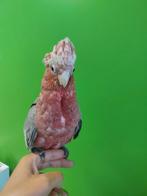 Supertamme vogels, Dieren en Toebehoren, Vogels | Parkieten en Papegaaien