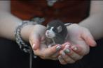 Leuke rittens /ratjes te reserveren., Dieren en Toebehoren, Januari