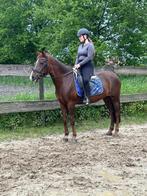 Brave recreatie pony, B, 11 jaar of ouder, Merrie, D pony (1.37m tot 1.48m)