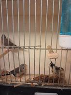 Spitsstaart amandine grijs, Meerdere dieren, Tropenvogel, Geringd