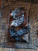 Jonge leghorn hennen, Dieren en Toebehoren, Pluimvee, Meerdere dieren, Kip