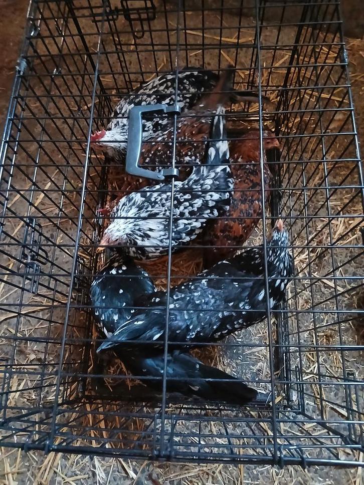 Jonge leghorn hennen, Dieren en Toebehoren, Pluimvee, Kip, Meerdere dieren