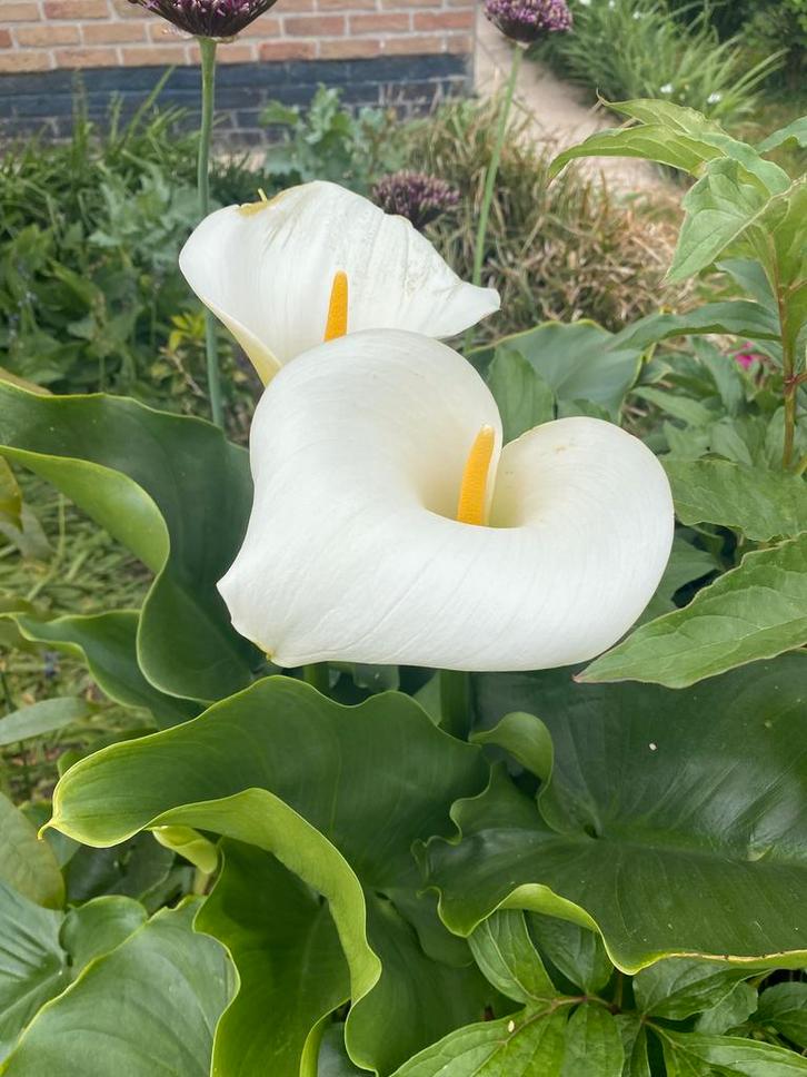 Aronskelk, Tuin en Terras, Planten | Tuinplanten, Vaste plant, Zomer, Ophalen