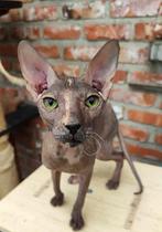 Donskoy / Don Sphynx poes Rhiona met Stamboom, Animaux & Accessoires, Vermifugé, Chatte ou Chat, 0 à 2 ans