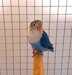 agapornis dwergpapegaai, Animaux & Accessoires, Sexe inconnu, Perroquet nain ou Inséparable, Domestique