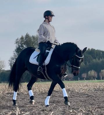 Hele brave merrie beschikbaar voor biedingen