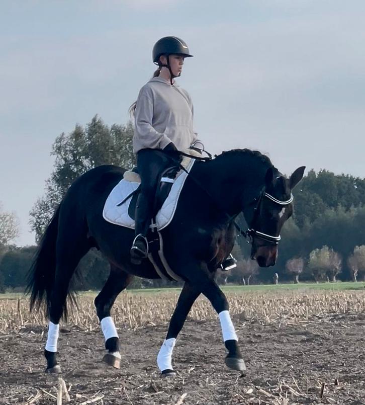 Hele brave merrie, Dieren en Toebehoren, Paarden, Merrie, L, Minder dan 160 cm, 3 tot 6 jaar, Recreatiepaard, Met stamboom, Gechipt