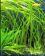 vallisneria gezocht, Enlèvement