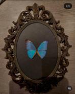 Morpho in antieke gietijzeren kader, Papillons ou Chenilles