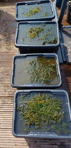 Vijverplanten: Hoornblad en Gele lissen, Ophalen, Zo goed als nieuw