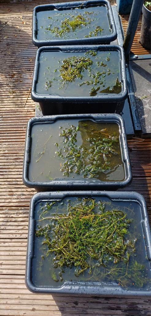 Vijverplanten: Hoornblad en Gele lissen, Tuin en Terras, Vijvers, Zo goed als nieuw, Ophalen
