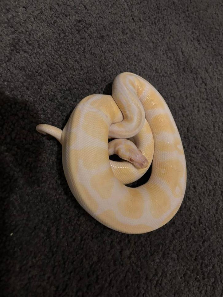 Python Regius / Royal, Dieren en Toebehoren, Reptielen en Amfibieën | Toebehoren, Ophalen