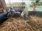 Jonge dwergkonijntjes (leeuwenkopjes), Dieren en Toebehoren, Konijnen, Meerdere dieren, Dwerg, 0 tot 2 jaar
