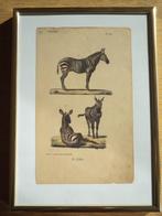 Le Zèbre Zebra XIX Lithographie ancienne Th. Lejeune éd. BXL, Enlèvement ou Envoi