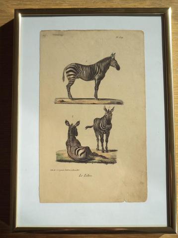 Le Zèbre Zebra XIX antieke lithografie Th. Lejeune éd à BXL