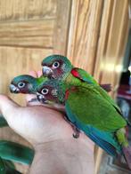 Conure Emma élever main, Dieren en Toebehoren, Parkiet