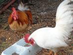 2 magnifiques jeunes cocqs avec anneaux, Animaux & Accessoires, Mâle, Poule ou poulet