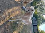 Haflingermerrie en haflinger hengstenveulen, Dieren en Toebehoren, Minder dan 160 cm, Gechipt, 3 tot 6 jaar, Onbeleerd