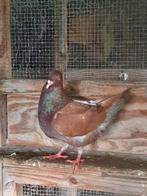 Zware duif, Dieren en Toebehoren, Mannelijk, Overige soorten