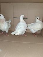 Texan duiven, Dieren en Toebehoren