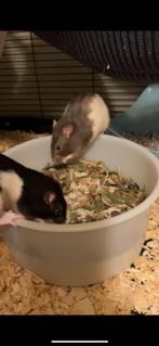 4 tamme ratjes graties, Animaux & Accessoires, Rongeurs