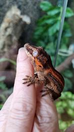 Rhacodactylus Auriculatus Gargoyle Gecko man, Dieren en Toebehoren