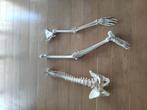 Anatomische modellen: arm,been,wervelkolom, Diversen, Ophalen of Verzenden, Zo goed als nieuw
