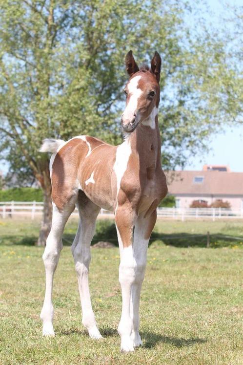 prachtig bont merrie veulen top gefokt, Dieren en Toebehoren, Paarden, Merrie, Niet van toepassing, 165 tot 170 cm, 0 tot 2 jaar