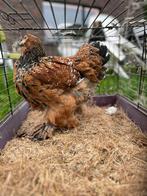 Brahma Porselein hennen 6 maand oud, Dieren en Toebehoren, Pluimvee
