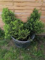 Sapin et un buis, Buxus, Ophalen