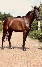 7 jarige merrie, Dieren en Toebehoren, Paarden, Merrie