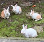 Konijnen zoeken een nieuw nestje - GRATIS, Dieren en Toebehoren, Konijnen, Meerdere dieren, Klein, 0 tot 2 jaar