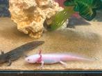 axolotl jong Te koop, Overige typen