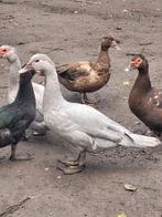 Barberie eend mannelijk parelgrijs, Dieren en Toebehoren, Mannelijk, Eend