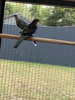 koppels rosella, Dieren en Toebehoren, Parkiet, Geringd