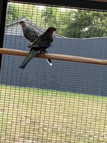 koppels rosella beschikbaar voor biedingen
