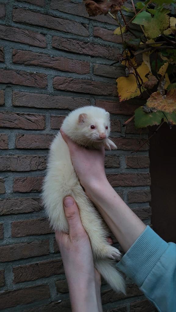 Jonge fretjes, leuke tamme dieren., Dieren en Toebehoren, Overige Dieren, Mei