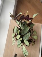 Calathea, Huis en Inrichting, Kamerplanten, Groene kamerplant, Ophalen, Minder dan 100 cm