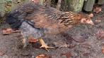 1 poule bonne pondeuse (oeuf bleu) et 1 coq à vendre, Dieren en Toebehoren, Pluimvee, Meerdere dieren, Kip
