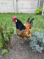 Vorwerk haan zoekt nieuwe thuis, Mannelijk, Kip
