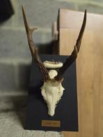 Ree- en everzwijn trofeëen, Huis en Inrichting, Woonaccessoires | Wanddecoraties, Ophalen, Gebruikt