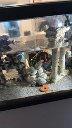 Aquarium 60l avec accessoires à vendre., Animaux & Accessoires, Poissons | Poissons d'aquarium