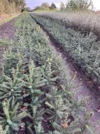 Zilverspar Picea omorika, kerstboom plantgoed, Tuin en Terras, Ophalen