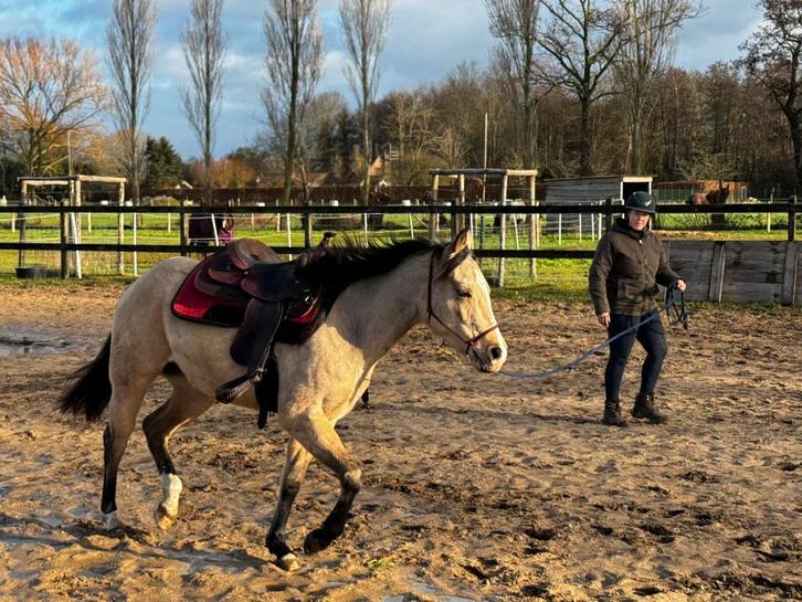 Zadelmak maken, training en lessen, Dieren en Toebehoren, Paarden, Zadelmak