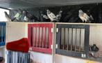 Pigeons, Animaux & Accessoires, Oiseaux | Pigeons