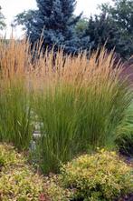 Siergras Karl Foerster, Tuin en Terras, Ophalen